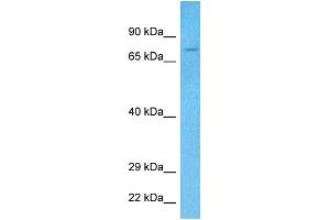 Host:  Rabbit  Target Name:  KIF22  Sample Tissue:  Human 293T Whole Cell  Antibody Dilution:  1ug/ml (KIF22 Antikörper  (N-Term))
