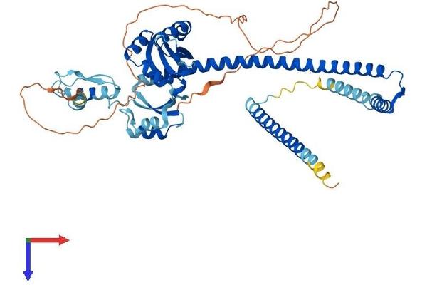 NUP54 Protein (AA 1-507) (His tag)