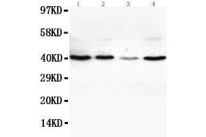 Anti-VEGFD antibody, Western blotting Lane 1: SW620 Cell Lysate Lane 2: COLO320 Cell Lysate Lane 3: 6T-CEM Cell Lysate Lane 4:  Cell Lysate (VEGFD Antikörper  (Middle Region))