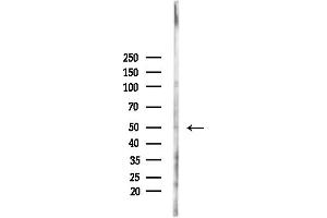 Western blot analysis of lysates from PC12 cells(heat-shock,45 min treatment), using GPR142 Antibody at 1/1000 dilution.