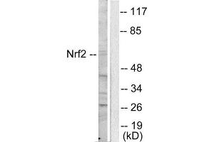 Western Blotting (WB) image for anti-Nuclear Factor (erythroid-Derived 2)-Like 2 (NFE2L2) (C-Term) antibody (ABIN1848701) (NRF2 Antikörper  (C-Term))