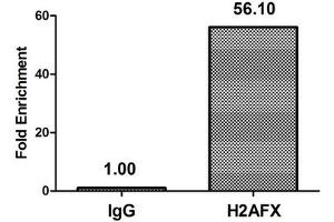 Chromatin Immunoprecipitation Hela (4*10 6 ) were treated with Micrococcal Nuclease, sonicated, and immunoprecipitated with 5 μg anti-H2AFX (ABIN7139615) or a control normal rabbit IgG. (H2AFX Antikörper  (pSer139))