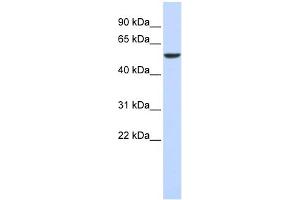 WB Suggested Anti-FOXD4 Antibody Titration:  0. (FOXD4 Antikörper  (N-Term))