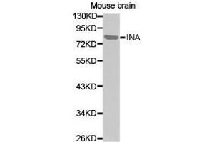 Western Blotting (WB) image for anti-Internexin Neuronal Intermediate Filament Protein, alpha (INA) antibody (ABIN1873228) (INA Antikörper)