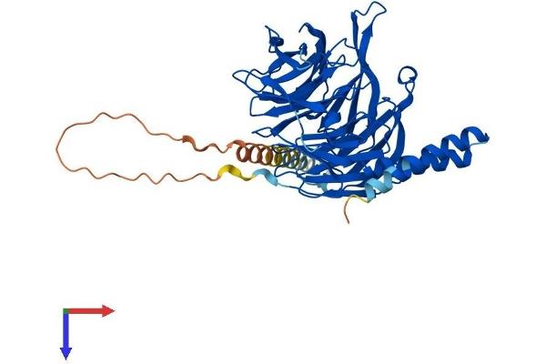 TBL2 Protein (AA 1-447) (His tag)