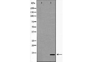 Western blot analysis of Ramos  lysate using TCL1A antibody.