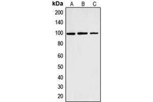 Western blot analysis of Cyclin M2 expression in K562 (A), HT1080 (B), Hela (C) whole cell lysates.