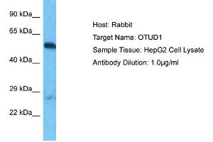 Host: Rabbit Target Name: OTUD1 Sample Type: HepG2 Whole Cell lysates Antibody Dilution: 1. (OTUD1 Antikörper  (C-Term))