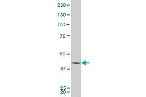 Western Blotting (WB) image for anti-PDZ Binding Kinase (PBK) (AA 1-322) antibody (ABIN527751)