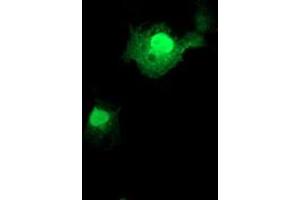 Anti-FXN mouse monoclonal antibody (ABIN2455598) immunofluorescent staining of COS7 cells transiently transfected by pCMV6-ENTRY FXN (RC204880). (Frataxin Antikörper)