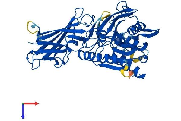 BAAT Protein (AA 1-420) (His tag)