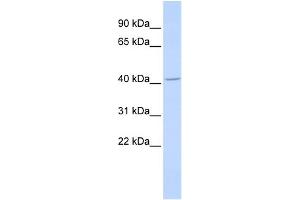 WB Suggested Anti-ALX4 Antibody Titration: 0. (ALX4 Antikörper  (Middle Region))