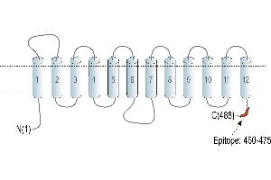anti-Solute Carrier Family 19, Member 3 (Slc19a3) (AA 460-475), (C-Term), (Intracellular) antibody