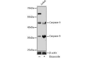 Western blot analysis of extracts of Jurkat cells using Caspase-9 Polyclonal Antibody at dilution of 1:1000. (Caspase 9 Antikörper)