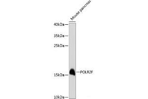 Western blot analysis of extracts of Mouse pancreas using POLR2F Polyclonal Antibody at dilution of 1:3000. (POLR2F Antikörper)