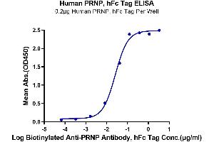 Immobilized Human PRNP, hFc Tag at 2 μg/mL (100 μL/well) on the plate. (PRNP Protein (AA 23-230) (Fc Tag))
