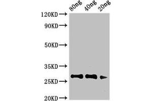 anti-Major Pollen Allergen Art v 1 (AA 25-132) antibody