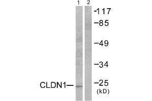Western Blotting (WB) image for anti-Claudin 1 (CLDN1) (C-Term) antibody (ABIN1848455) (Claudin 1 Antikörper  (C-Term))