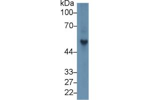 Western Blot; Sample: Rat Spleen lysate; Primary Ab: 1µg/ml Rabbit Anti-Rat FGb Antibody Second Ab: 0.