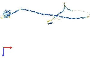 HOOK3 Protein (AA 1-718) (His tag)