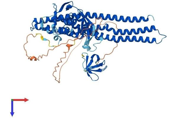 SNX33 Protein (AA 1-574) (His tag)