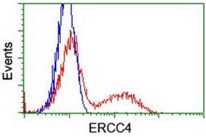 Image no. 3 for anti-Excision Repair Cross-Complementing Rodent Repair Deficiency, Complementation Group 4 (ERCC4) antibody (ABIN1498069) (ERCC4 Antikörper)