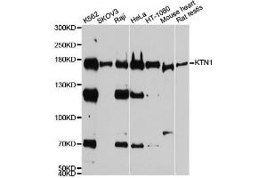 Western blot analysis of extracts of various cell lines, using KTN1 antibody. (KTN1 Antikörper  (AA 1-100))