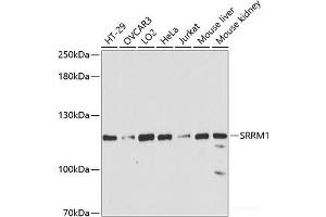 Western blot analysis of extracts of various cell lines using SRRM1 Polyclonal Antibody at dilution of 1:3000. (SRRM1 Antikörper)