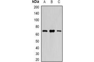 Western blot analysis of PAX3 expression in U251 (A), K562 (B), Hela (C) whole cell lysates.