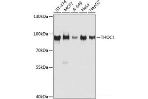 Western blot analysis of extracts of various cell lines using THOC1 Polyclonal Antibody at dilution of 1:1000. (THOC1 Antikörper)