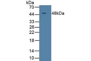 Detection of Recombinant MCSF, Rat using Polyclonal Antibody to Colony Stimulating Factor 1, Macrophage (MCSF) (M-CSF/CSF1 Antikörper  (AA 261-427))