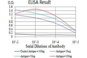 Fig. (Cyclin D1 Antikörper  (AA 167-295))