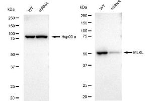 anti-Mixed Lineage Kinase Domain-Like (MLKL) antibody