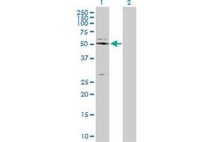 Western Blot analysis of NAPSA expression in transfected 293T cell line by NAPSA MaxPab polyclonal antibody. (NAPSA Antikörper  (AA 26-420))