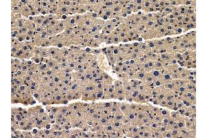 ABIN6257497 and ABIN6275601 at 1/100 staining mouse liver tissue by IHC-P.