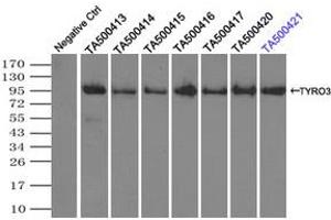 Image no. 6 for anti-TYRO3 Protein Tyrosine Kinase (TYRO3) antibody (ABIN1501602) (TYRO3 Antikörper)