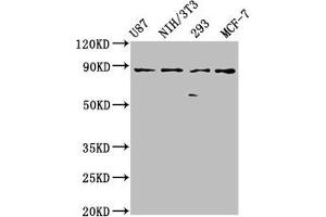 Western Blot Positive WB detected in: U87 whole cell lysate, NIH/3T3 whole cell lysate, 293 whole cell lysate, MCF-7 whole cell lysate All lanes: CDH9 antibody at 2. (Cadherin 9 Antikörper  (AA 131-314))