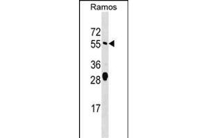 ARFG Antibody (Center) (ABIN1538228 and ABIN2849132) western blot analysis in Ramos cell line lysates (35 μg/lane). (arfgap2 Antikörper  (AA 276-305))
