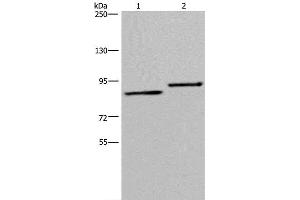 Western Blot analysis of A549 and 293T cell using TXLNA Polyclonal Antibody at dilution of 1:300 (alpha Taxilin Antikörper)