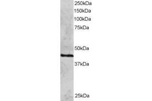 ABIN184858 staining (2µg/ml) of HeLa lysate (RIPA buffer, 30µg total protein per lane). (RAD51C Antikörper  (N-Term))