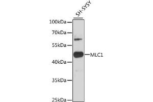 Western blot analysis of extracts of SH-SY5Y cells, using MLC1 antibody (ABIN6134052, ABIN6143872, ABIN6143873 and ABIN6216613) at 1:3000 dilution. (MLC1 Antikörper  (C-Term))