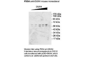 Dux4 Western Blotting on C2C12 cells 1 in 1000 copy. (DUX4 Antikörper  (C-Term))