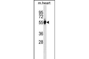 Mouse Gpi Antibody (C-term) (ABIN1881382 and ABIN2838693) western blot analysis in mouse heart tissue lysates (35 μg/lane). (GPI Antikörper  (C-Term))