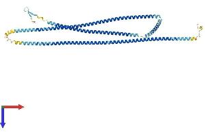 CCDC11 Protein (AA 1-514) (His tag)