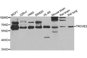 Western blot analysis of extracts of various cell lines, using TROVE2 antibody (ABIN5975457) at 1/1000 dilution. (TROVE2 Antikörper)