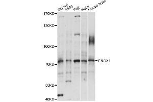 Western blot analysis of extracts of various cell lines, using ENOX1 antibody (ABIN6292465) at 1:1000 dilution. (ENOX1 Antikörper)