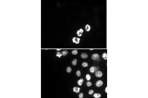 Histone H3S10ph antibody (mAb) (Clone 6G8B7) tested by immunofluorescence.