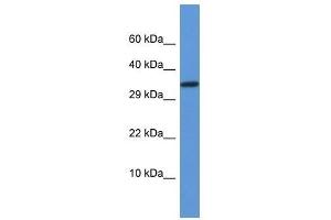 Western Blot showing Vgll2 antibody used at a concentration of 1. (VGLL2 Antikörper  (N-Term))