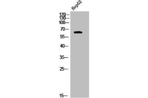Western Blot analysis of HepG2 cells using Phospho-Nur77 (S351) Polyclonal Antibody (NR4A1 Antikörper  (pSer351))