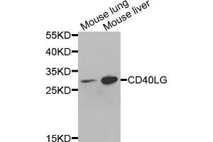 Western blot analysis of extracts of various cells, using CD40LG antibody. (CD40 Ligand Antikörper)